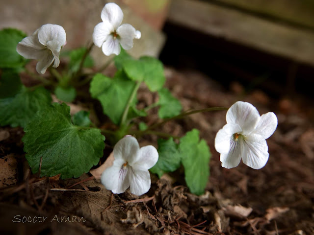 Viola Keiskei