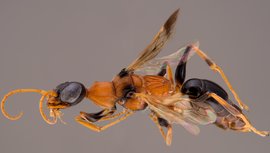 Ampulex Dementor Wasp