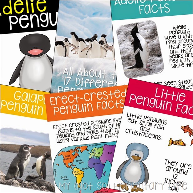 penguin fact pic