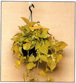 Сциндапус золотистый (Scindapsus aureus), часто продаваемый под названием Эпипремнум золотистый (Epipremnum аureum), — идеальное лазящее или ампельное растение.