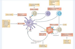 Immunoterapia Terapia è un trattamento efficace su GNMP