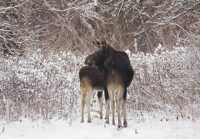 los,moose,zwierzeta,dzikie,las,wies,zima,antymiasto,blog