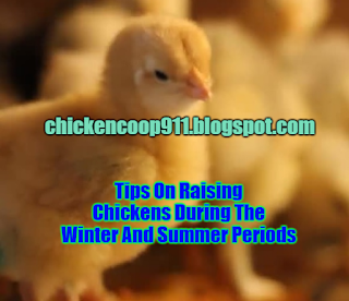 Tips On Raising Chickens During The Winter And Summer Periods