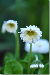 bellis