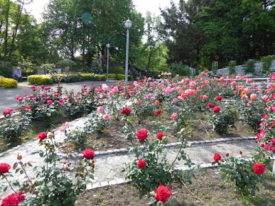 花博記念公園鶴見緑地のバラ園