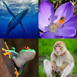 Biodiversity whale, flower, frog, monkey.