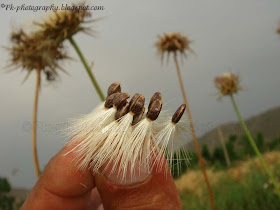 Milk Thistle Seeds