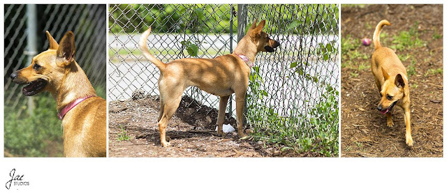 Non Profit Adoption Portrait Lynchburg Humane Society