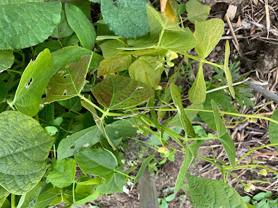 frost damaged green bean plants
