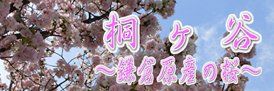 桐ヶ谷～鎌倉原産の桜～