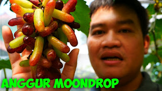 Anggur Moondrop Belum Matang