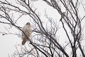 Red-tailed hawk with a blue jay.