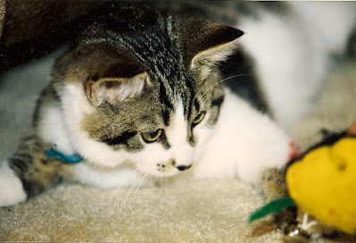 kitten with a yellow toy