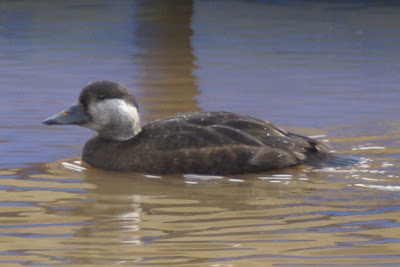 Zwarte Zee-Eend - Swarte See-Ein - Melanitta nigra