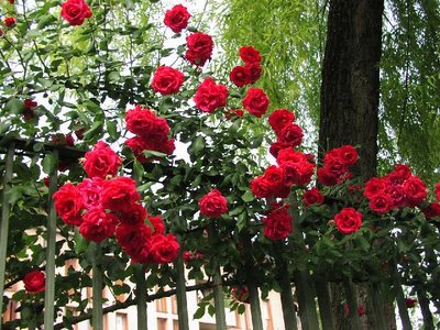 As roseiras florescem o ano todo, principalmente na Primavera e Verão. As rosas possuem mais de 100 espécies, e milhares de variedades, as roseiras podem ser híbridos ou cultivares, arbustos ou trepadeiras. As folhas são simples, partidas em 5 ou 7 lóbulos de bordas denteadas. 