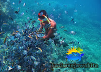 snorkeling di karimunjawa