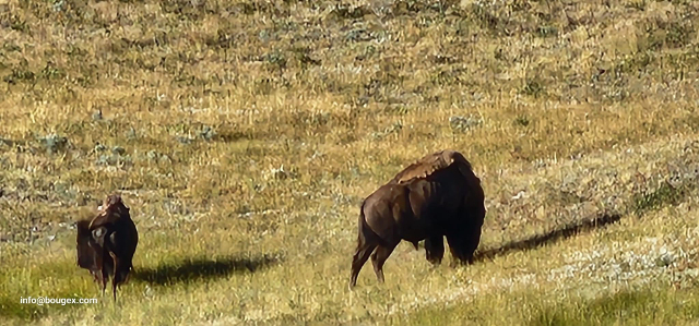 Rocheuses Canadiennes | Bisons des Prairies