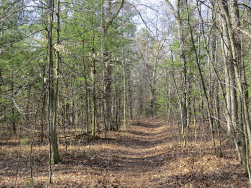 Ludington School Forest