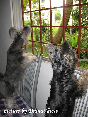 Miniature-Schnauzer Silky-Terrier