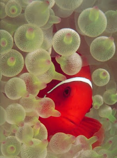 anemone sponge
