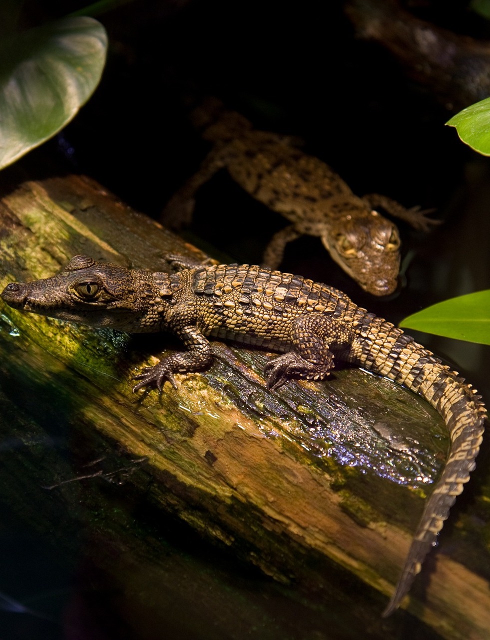 Picture of baby crocodiles.