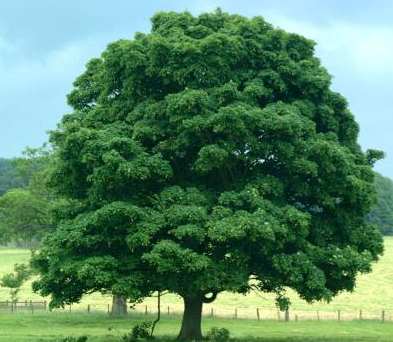 Pohon Bersujud kepada Rasulullah ~ Kisah Teladan Islami