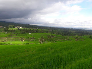 Obyek wisata Jatiluwih tabanan bali