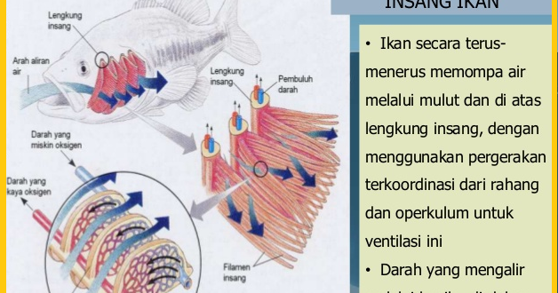  Hewan  dengan Alat  Pernapasan  Insang Materi Ajar SD SMP SMA