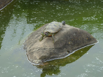 門真市・弁天池公園　睡蓮池　亀