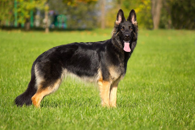 Black German Shepherd