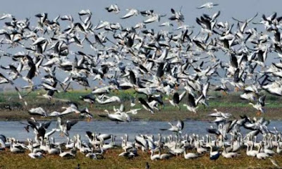 ঈশ্বরগঞ্জে অতিথি পাখিতে মুখরিত নদী অববাহিকা