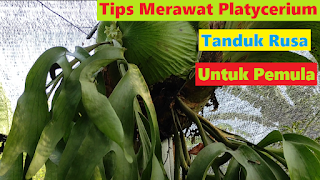 cara merawat platycerium