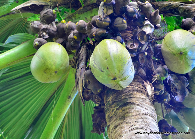 Coco de Mer in Seychelles