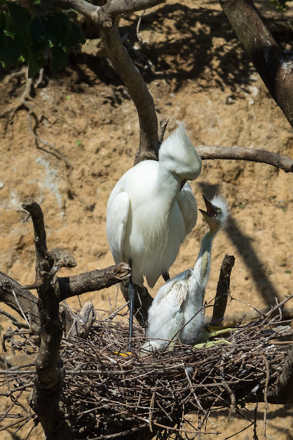 Snowy Egret Adult and Baby, Smith Oaks Sanctuary