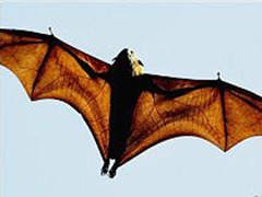 Voo de morcego pode ajudar a desenvolver aeronaves melhores (Foto: AFP Photo / via BBC)