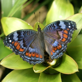 Precis octavia - Junonia octavia