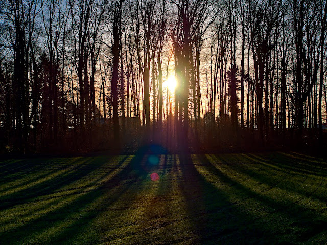 Die Sonne scheint durch einige Bäume