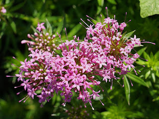 Crucianelle à styles soudés - Phuopsis stylosa - Crucianella stylosa - Phuopsis à long style - Phuopsis à styles soudés