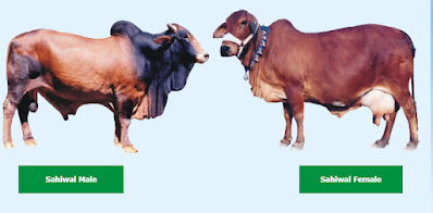 Sahiwal cow breed characteristics