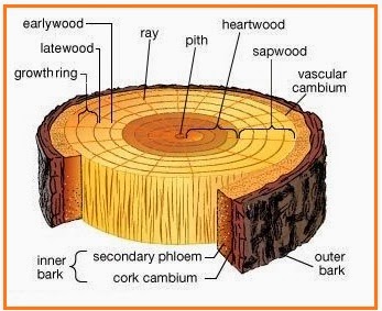 BIOLOGI GONZAGA JARINGAN TUMBUHAN