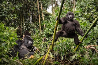 gorilla safaris in rwanda