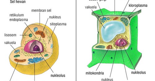 TEORI SEL  Biologi Sel 