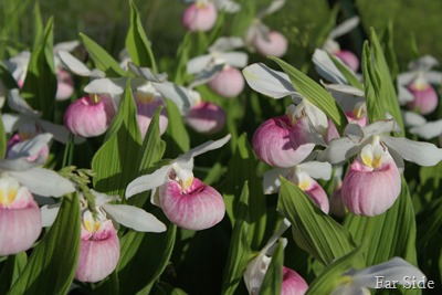 Lady Slippers June 20 2016