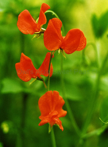 Lathyrus latifolius