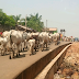 Ondo: Herders flee as Amotekun arrests 100 cows for violating grazing rules