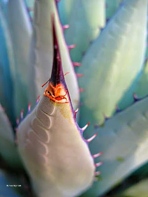 Picture of agave texture at New Mexico