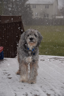 Elsa in the snow