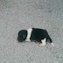 Newborn Puppy Was D.u.m.p.e.d On The Street, Crying - Still Finds It In
Himself To Trust Humans