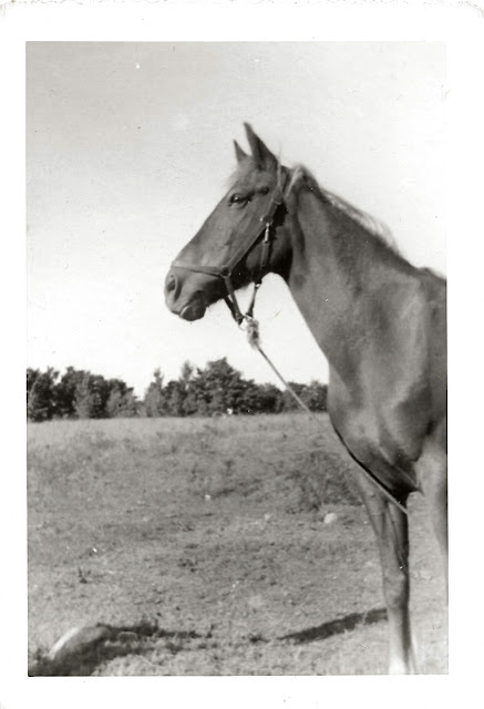 Hope Gilson's her horse Pennant