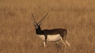 Latest picture of india Antelope Black buck found in Velavadar National park - Latets image of haran animal black buck animal of inadian